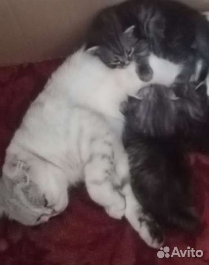 Шотландская кошка