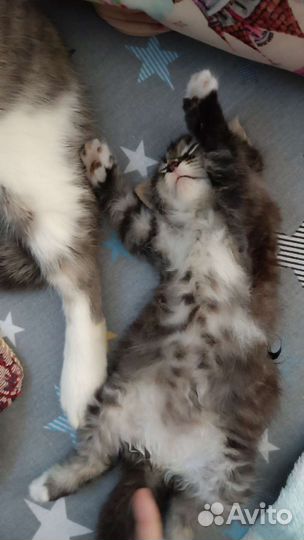 Кошки в добрые руки бесплатно