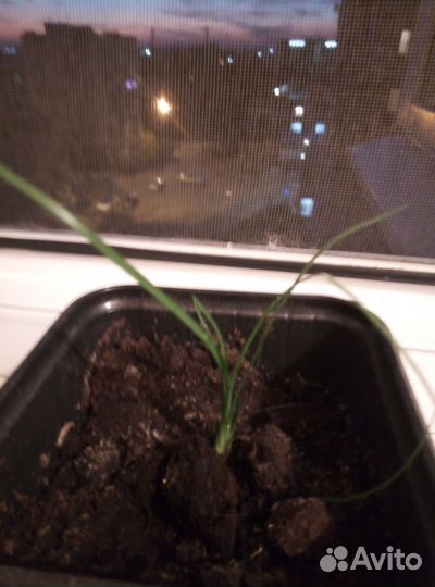 Сеянцы бокарнеи