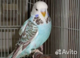 Попугаи домашнего разведения