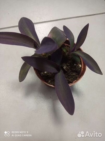 Традесканции