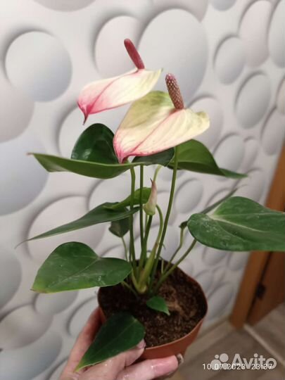 Антуриум экзота и Рендбоу