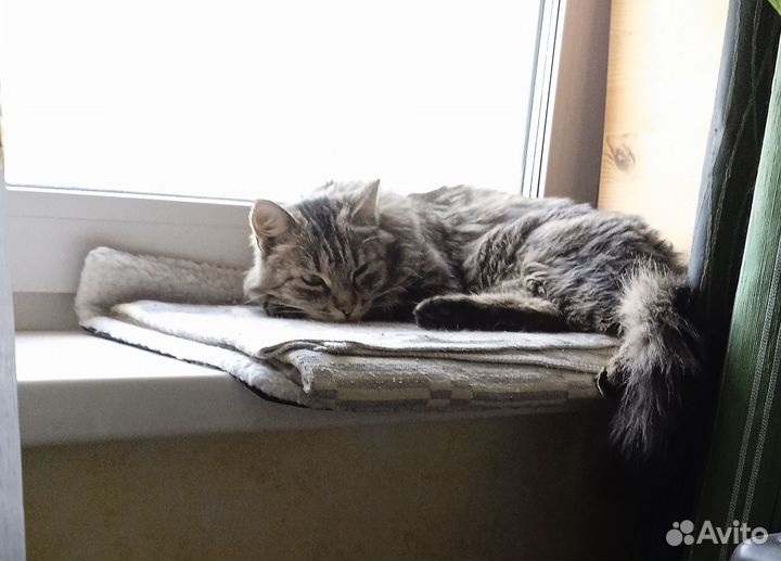 Абсолютно бесплатно. В добрые руки