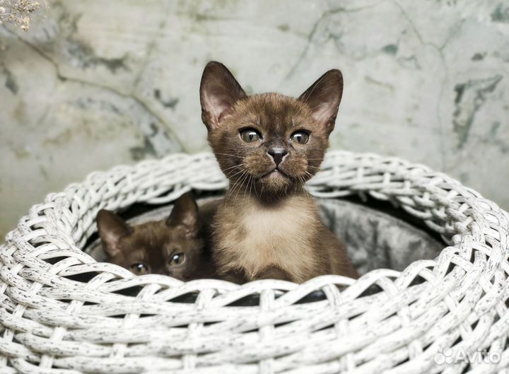 Великолепные котята