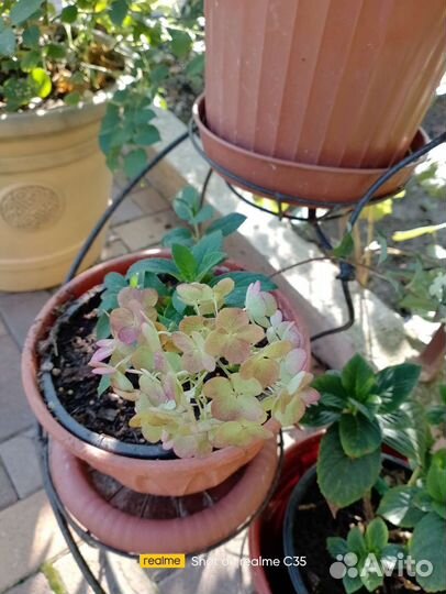 Черенки гортензии крупнолистной, метельч, голубики