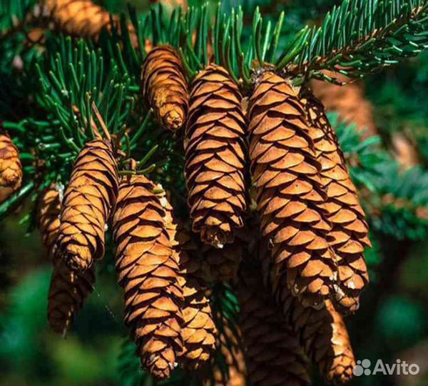 Шишки еловые для поделок, сувениров