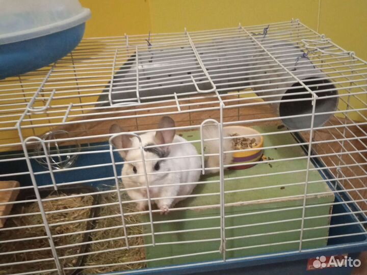Клетка для кролика или шиншиллы