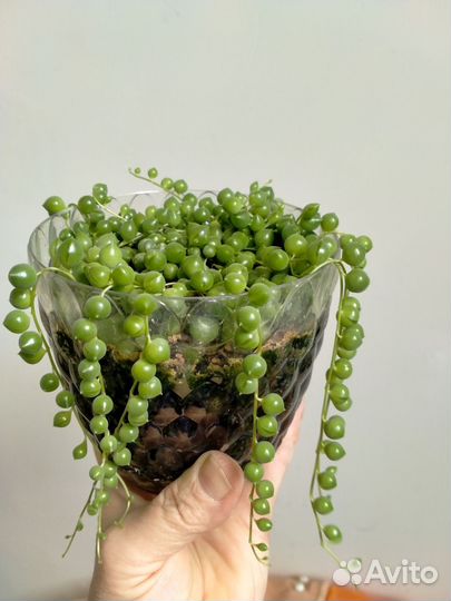 Крестовник роули