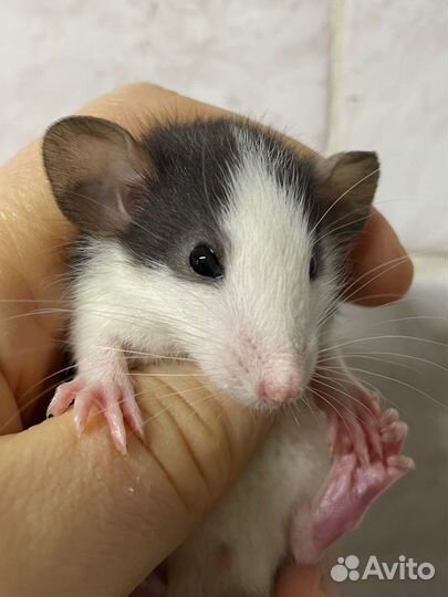 Крысята дамбо хаски, одноцветные и капюшоновые