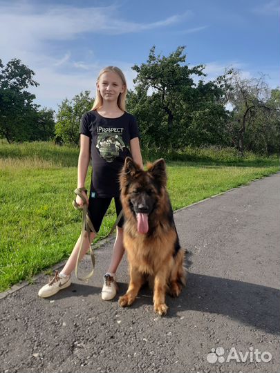 Немецкая овчарка