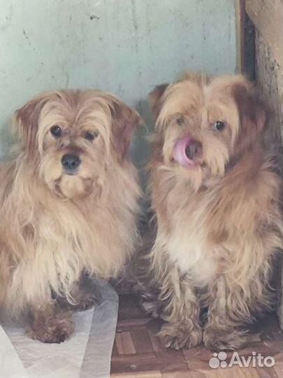 Собачки ищут дом