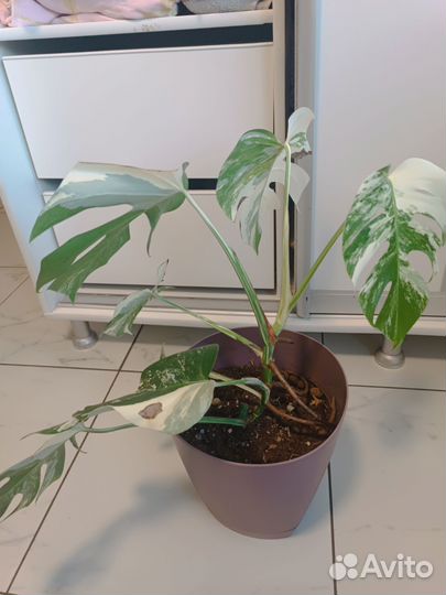 Монстера альба