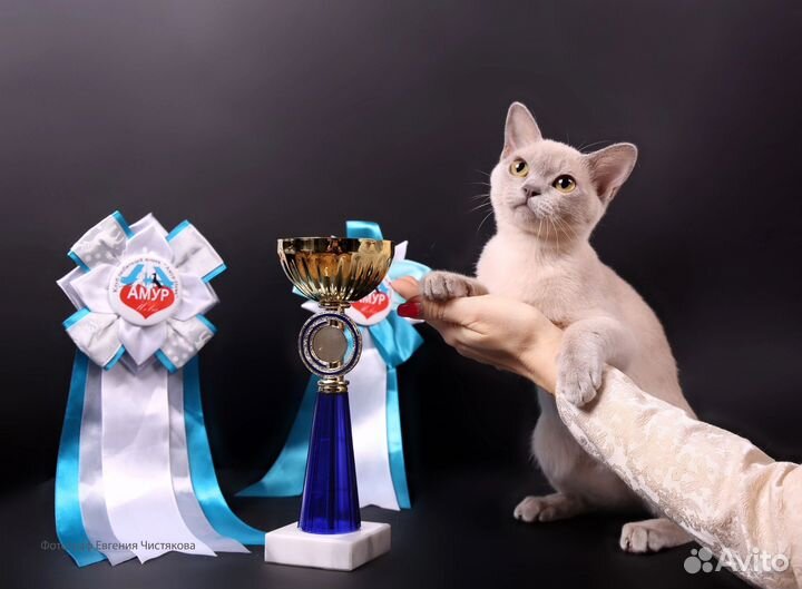 Бурма Клубные с документами к Новому Году