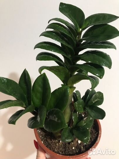 Замиокулькас Зензи