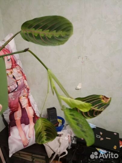 Маранта триколор