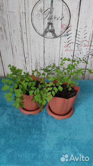 Адиантум (венерин волос)