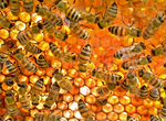Пчелосемьи/отводки