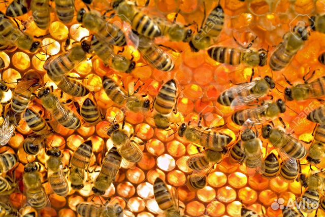 Пчелосемьи/отводки объявление продам