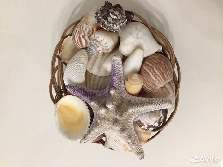 Морские ракушки декор