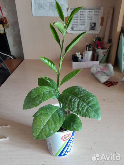 Лимон плодоносящий