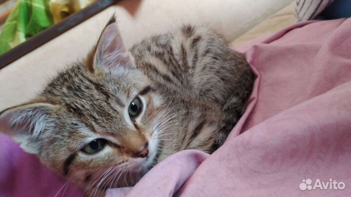Котик