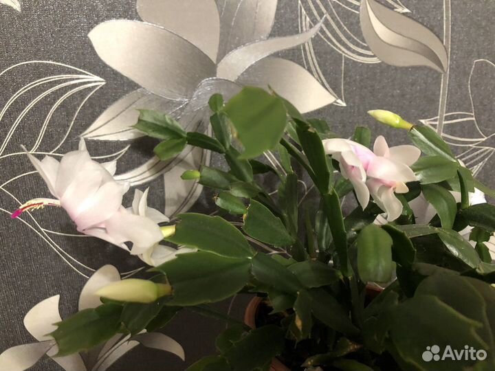 Декабрист махров, и красный