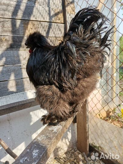 Продаются петухи