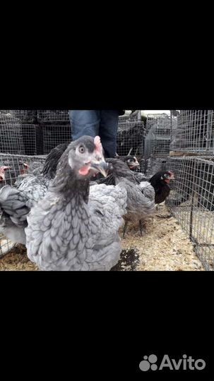 Куры молодки