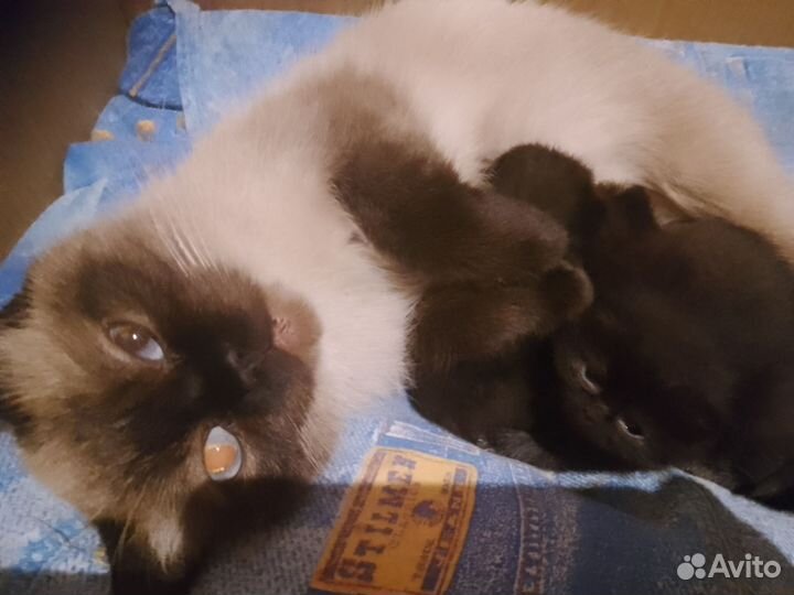 Котята 2 месяца в добрые руки