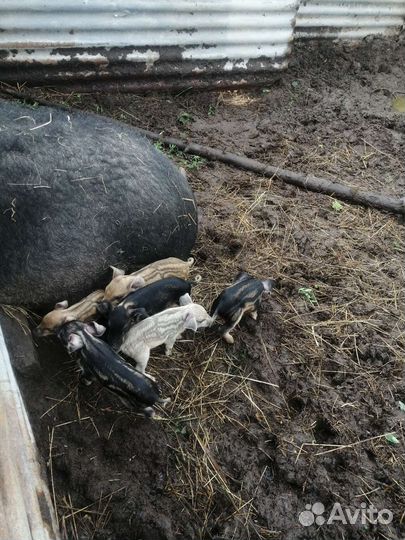 Венгерская пуховая мангалица