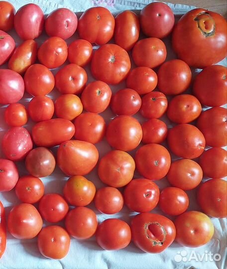Помидоры свежие домашние