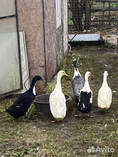 Утки индийский бегунок