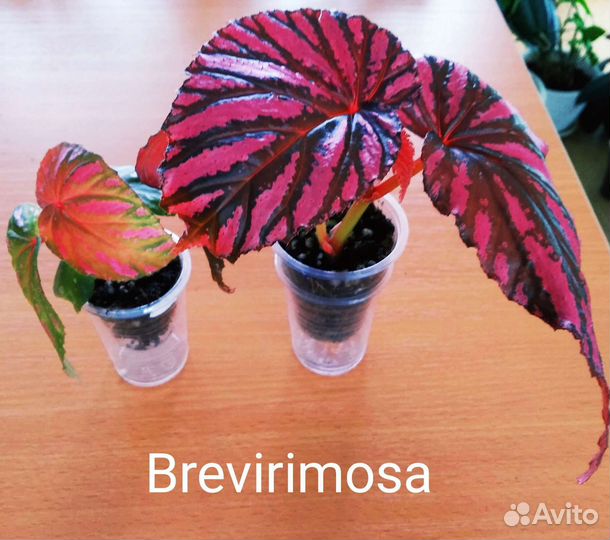 Бегонии Природники (видовые), часть 1