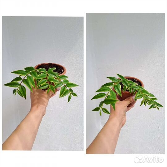 Хойи Louis Buis, белла вар, вибелла