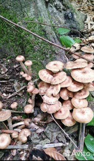 Маринованные грибы опята и чинарики