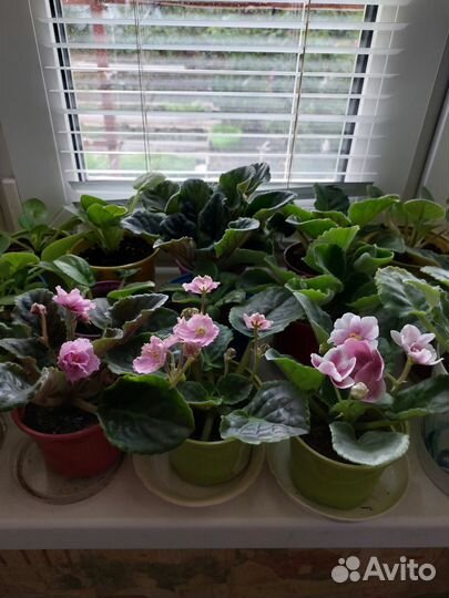 Фиалка в горшках