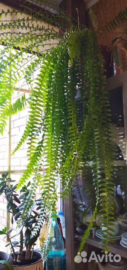 Цветы домашние в горшках