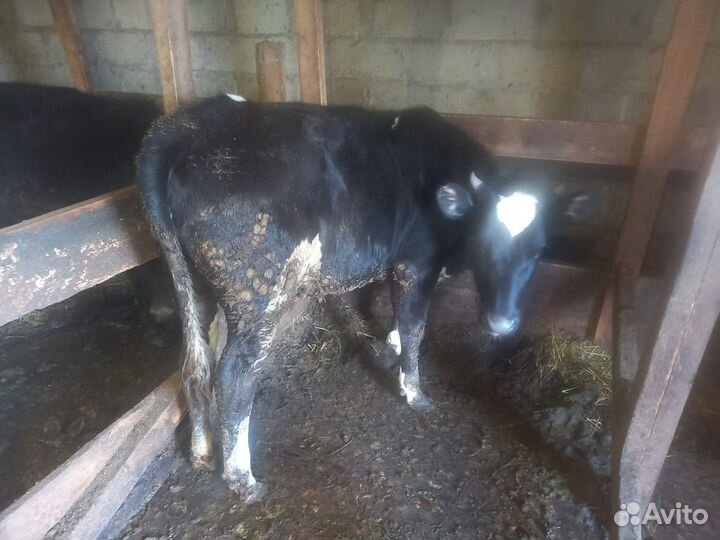 Корова и телка