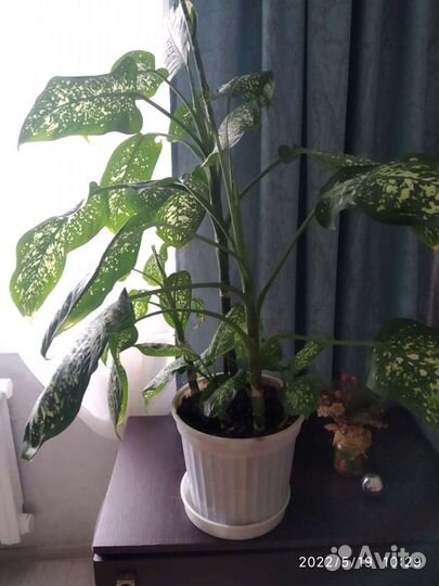 Молочай трехгранный