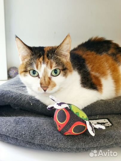 Кошка Сонечка, умная и спокойная в добрые руки