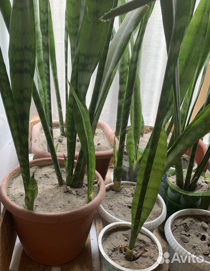 Сансевиерия, алоэ лечебное, комнатные растения