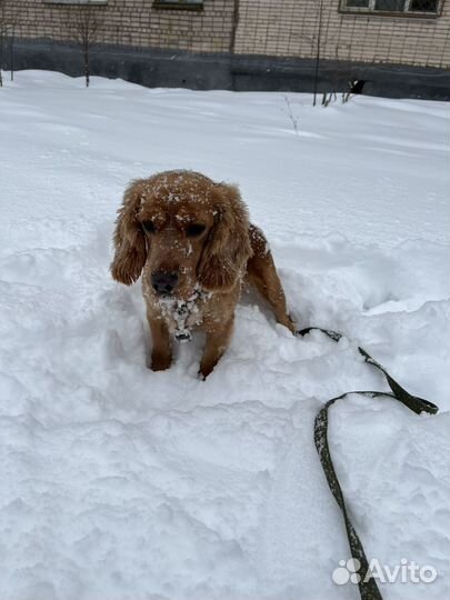 Спаниель вязка