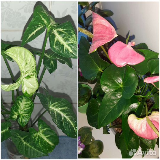 Сингониум отростки, спатифиллум, женское счастье