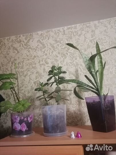 Продам цветы комнатные