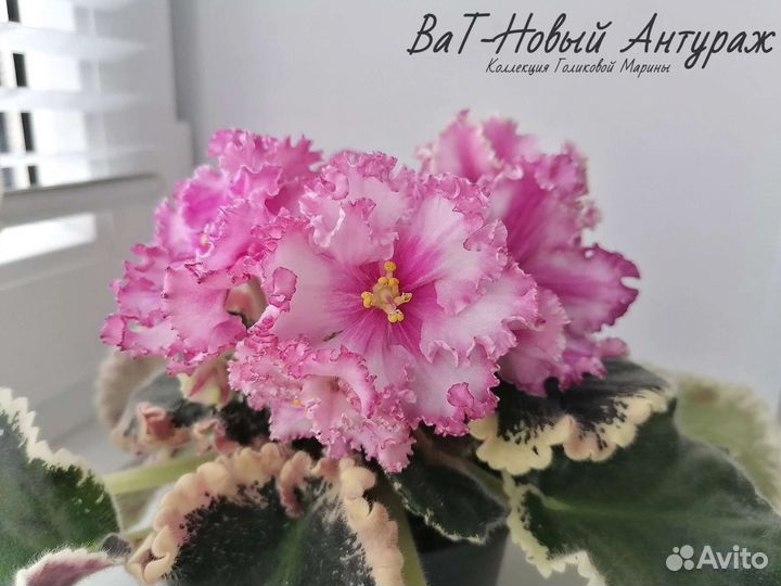 Сортовые фиалки