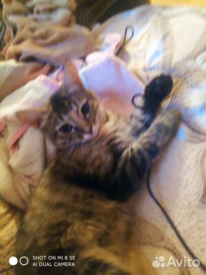 Кошка породы русская Голубая