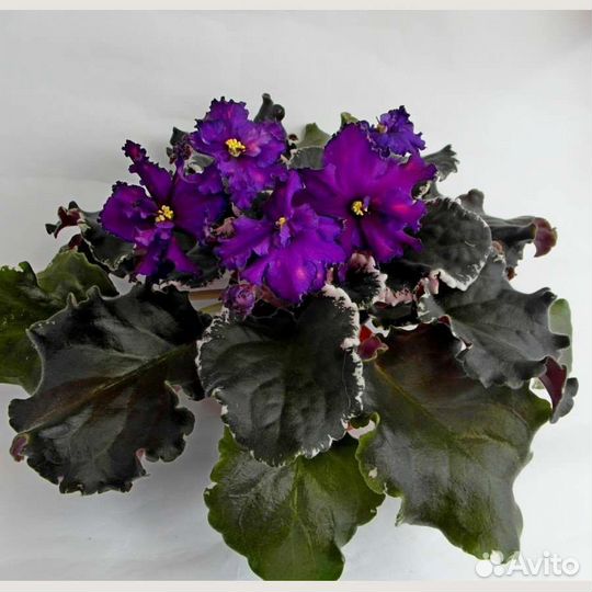 Сортовые фиалки.детки и укор.листики