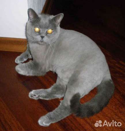 Груминг стрижка кошек и котов в Марьино