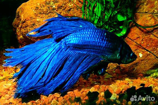 Рыбка петушок