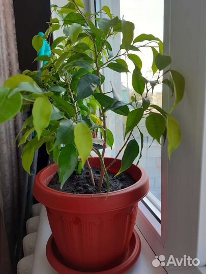 Бенджамина